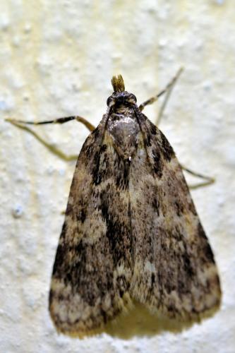 Réf. 335 401 : Aglossa caprealis